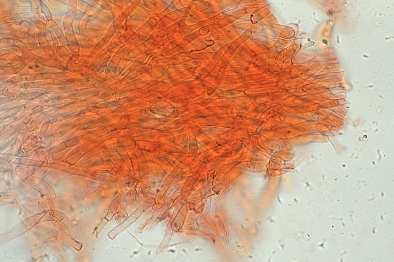 Clitocybe houghtonii